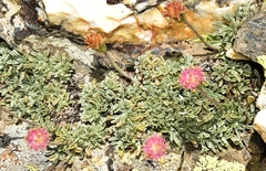 Jacobaea boissieri