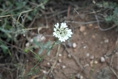 Artedia squamata