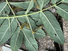 Pristiphora geniculata