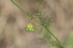Artedia squamata