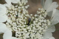 Artedia squamata