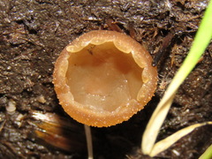 Peziza fimeti