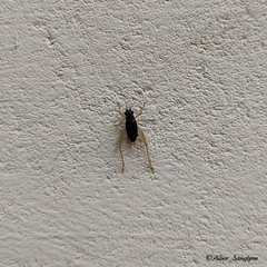 Trigonidium cicindeloides