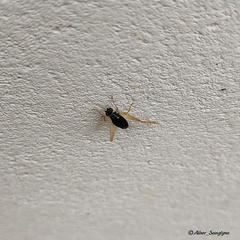 Trigonidium cicindeloides