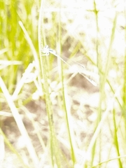 Aciagrion occidentale