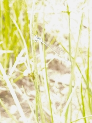 Aciagrion occidentale