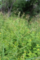 Urochloa arizonica