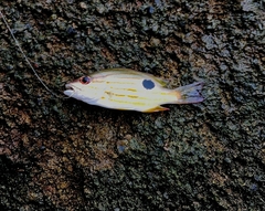 Lutjanus indicus