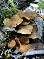 Armillaria mexicana