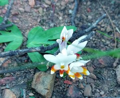 Freesia caryophyllacea