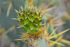 Hyperaspis trifurcata