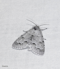 Acronicta innotata