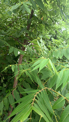 Magnoliopsida