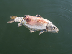 Cyprinus carpio carpio