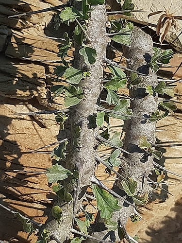 Monsonia crassicaulis (S.E.A.Rehm) F.Albers 3