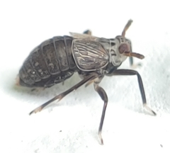 Pissonotus tumidus