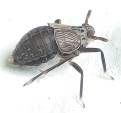 Pissonotus tumidus