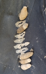 Sceliphron curvatum