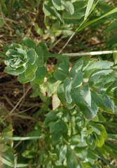 Hylotelephium telephium