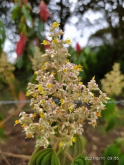 Miconia subseriata