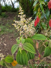Miconia subseriata