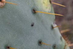 Stictomyia longicornis