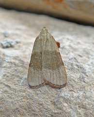 Basacallis tarachodes