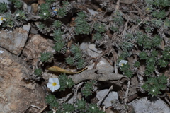 Euploca confertifolia