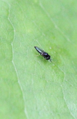 Neoloxotaenia gracilis