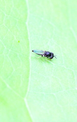 Neoloxotaenia gracilis