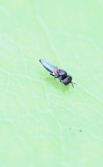 Neoloxotaenia gracilis