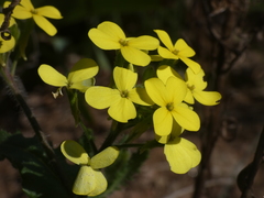 Biscutella cichoriifolia