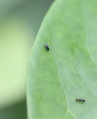 Neoloxotaenia gracilis