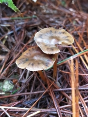 Psilocybe aucklandiae