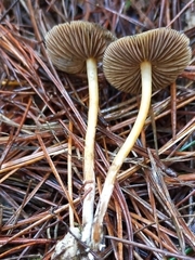 Psilocybe aucklandiae