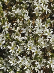 Arenaria erinacea
