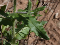 Biscutella cichoriifolia