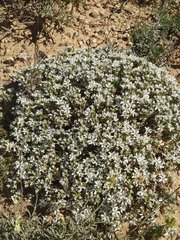 Arenaria erinacea
