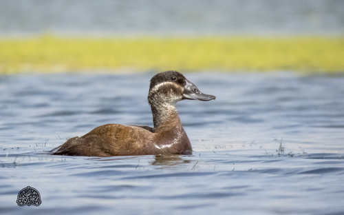 White-headed Duck, photo 7 of 9