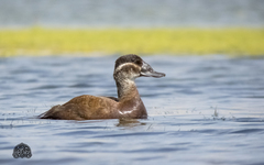 White-Headed Duck photo 4