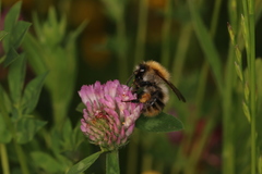 Bombus pascuorum