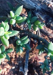 Trichodiadema calvatum