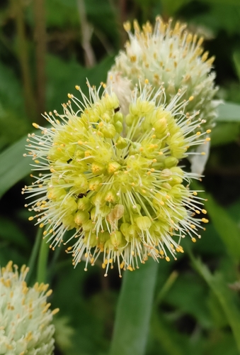 Image of Allium fistulosum by (c) Юлия, some rights reserved (CC BY)