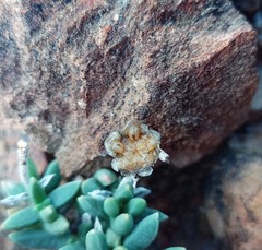 Trichodiadema calvatum