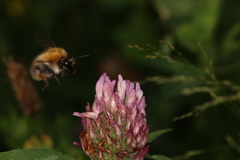 Bombus pascuorum