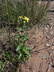 Biscutella cichoriifolia