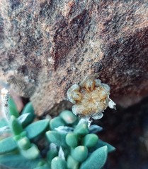 Trichodiadema calvatum