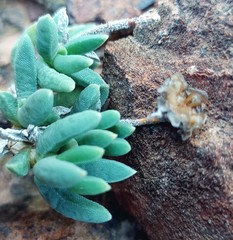 Trichodiadema calvatum