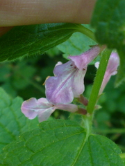 Stachys mexicana
