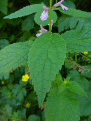 Stachys mexicana